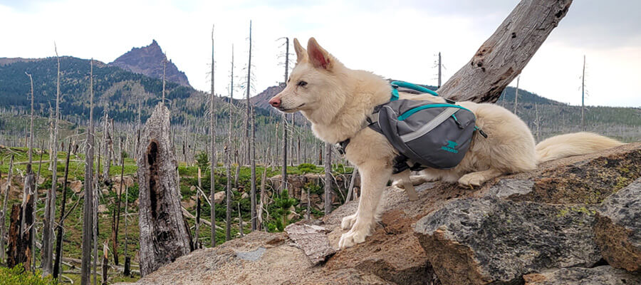 The Best Dog Backpacks for Hiking Adventures